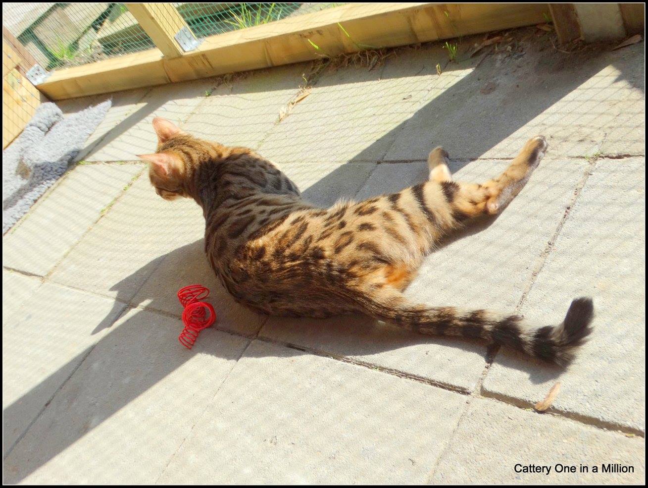 cattery one in a million - Stella