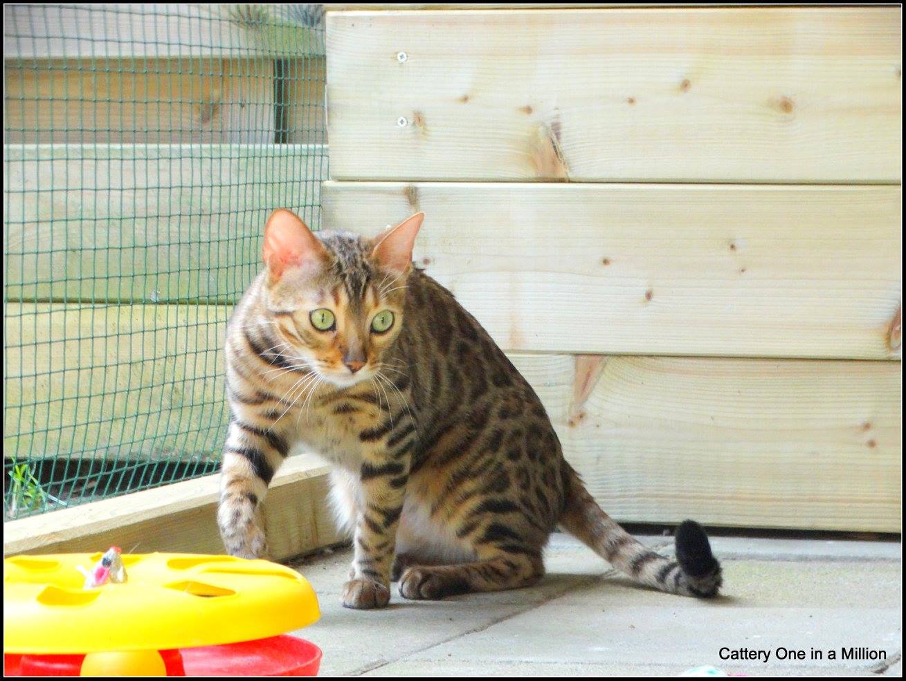 cattery one in a million - Stella