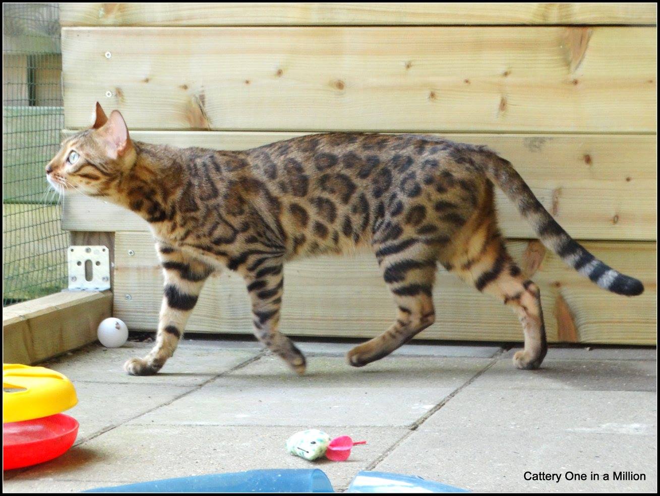 cattery one in a million - Stella