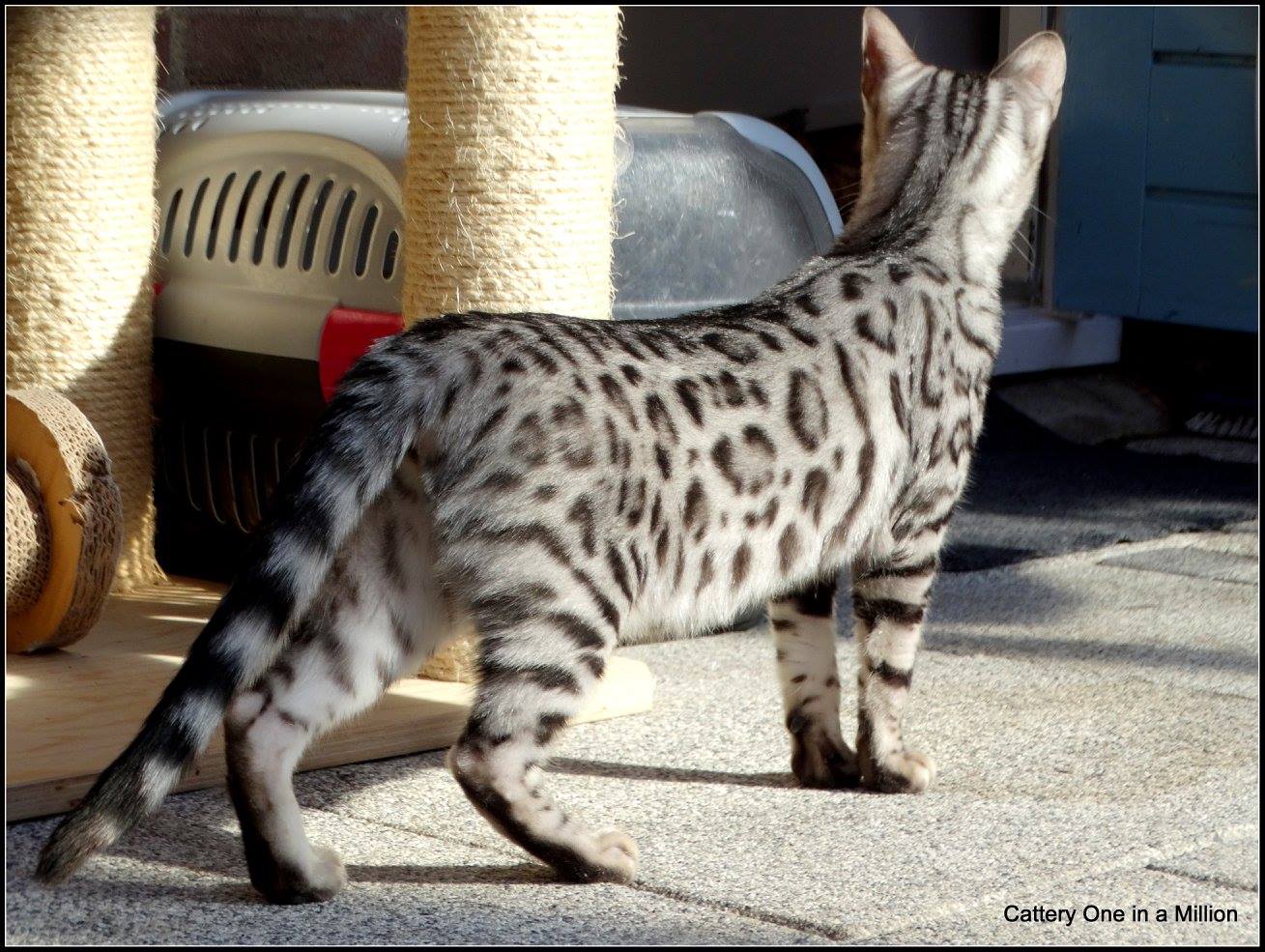cattery one in a million - Jazz