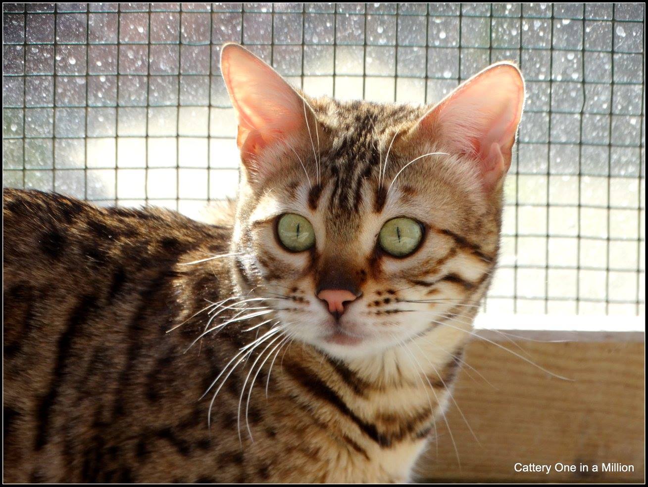cattery One ina  Million
