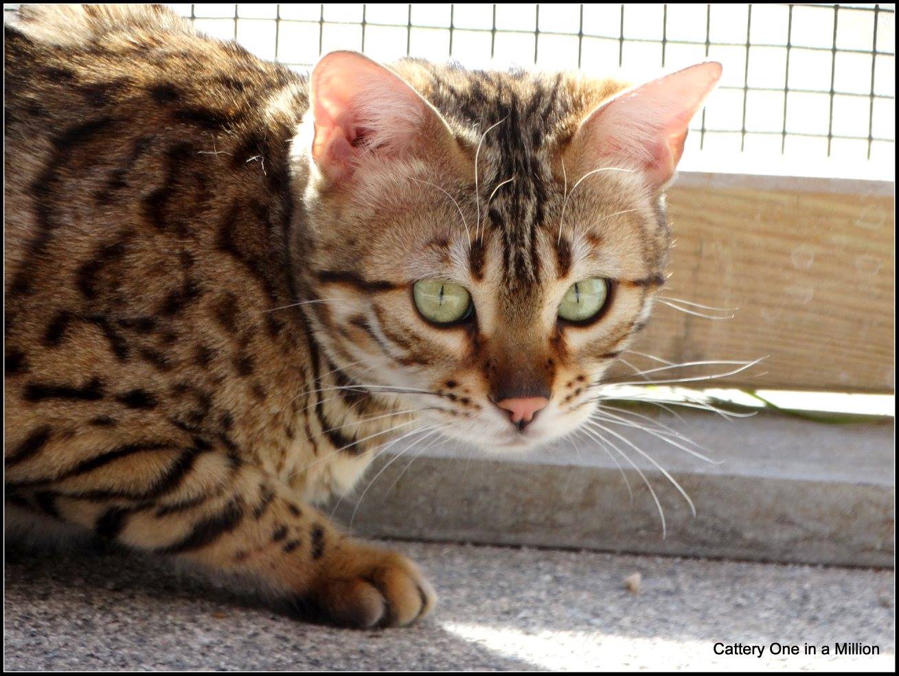cattery One ina  Million
