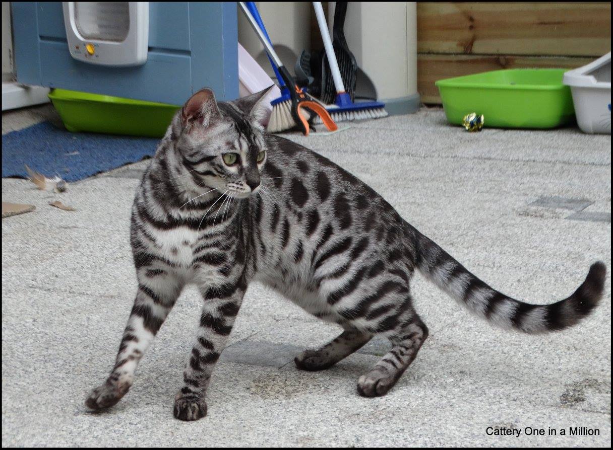 cattery one in a million - Ziva