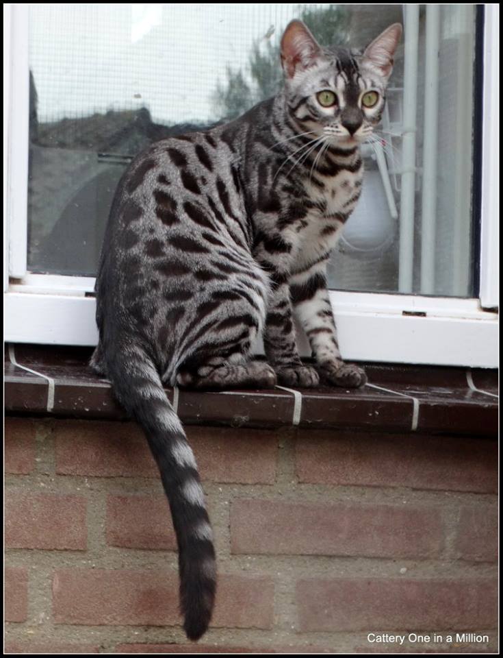 cattery one in a million - Ziva