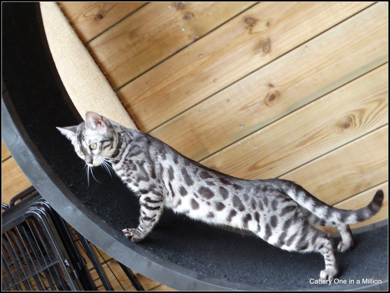 cattery one in a million - Ziva