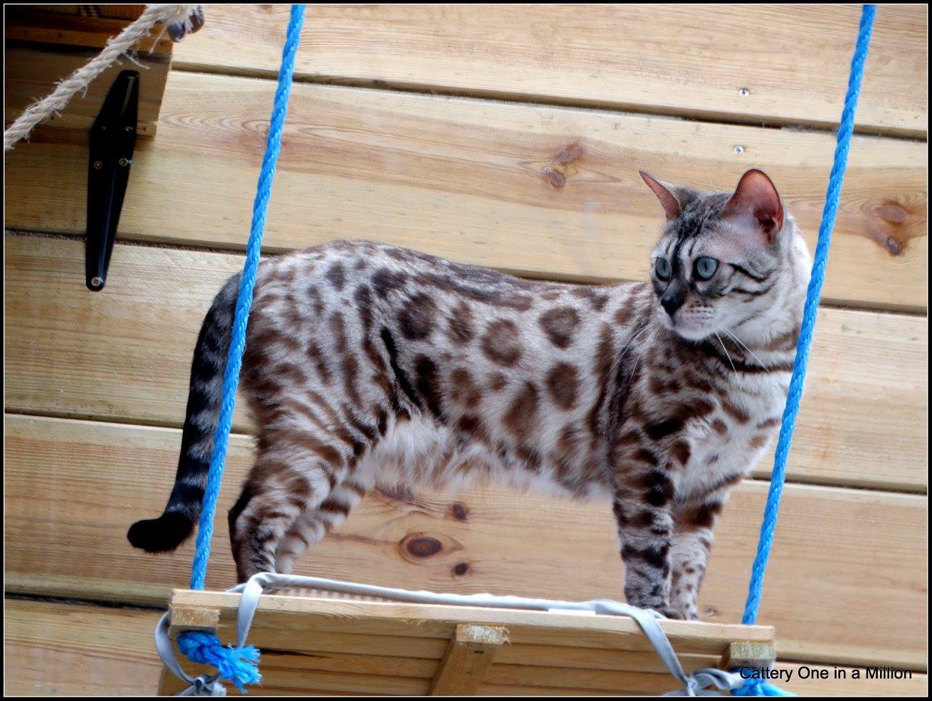 cattery one in a million - de sneeuwbengaal