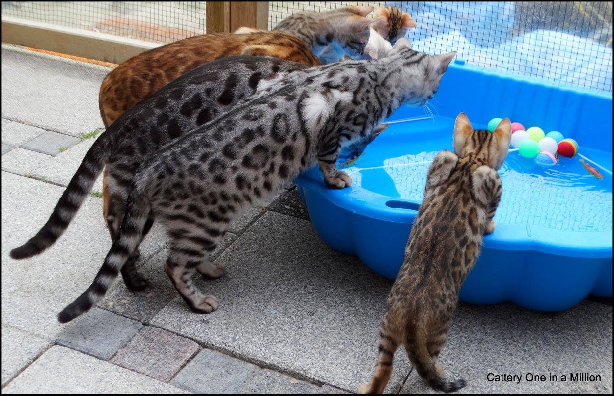 cattery one in a million - Jazz