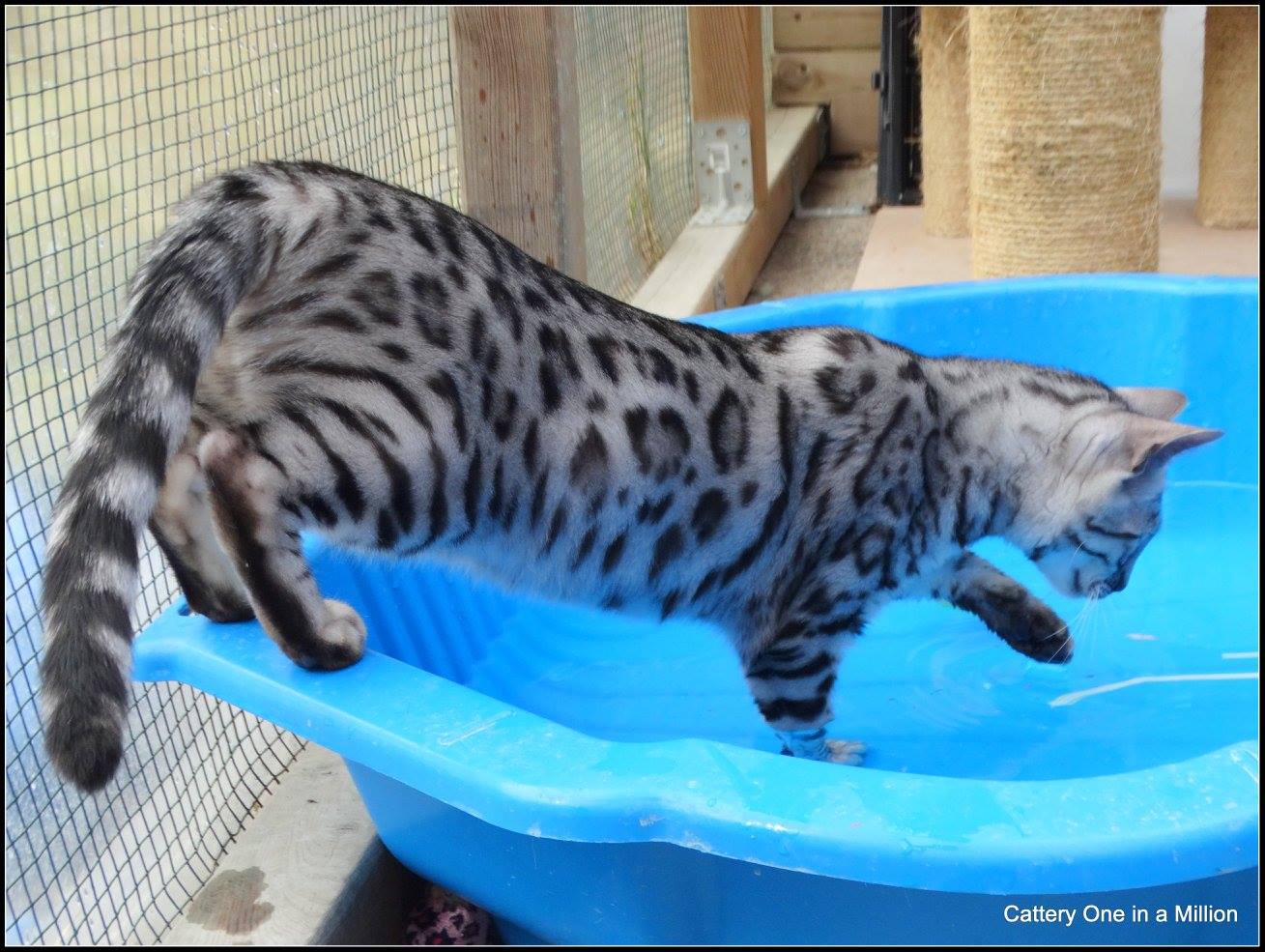 cattery one in a million - Jazz