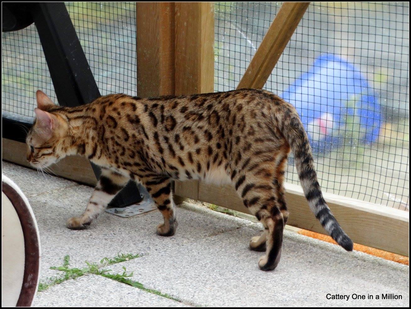 cattery One ina  Million