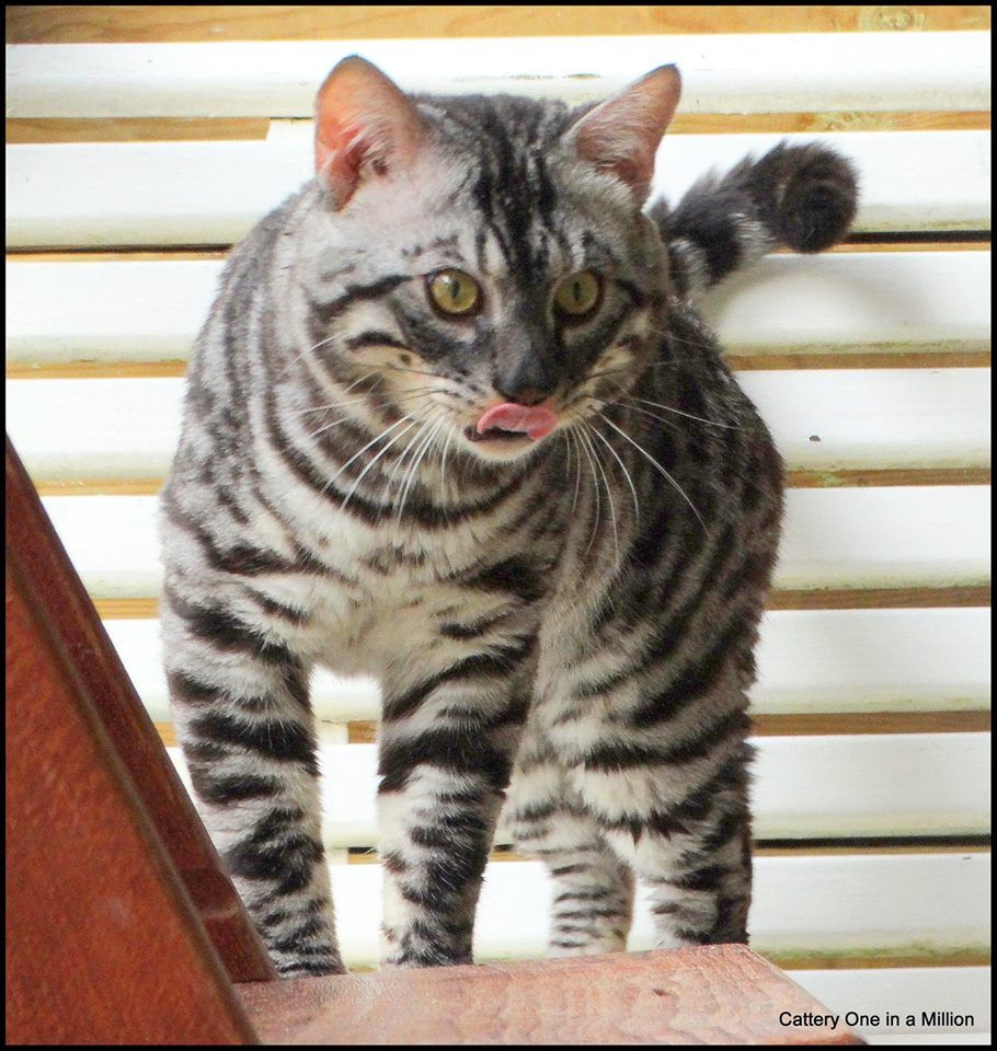 cattery one in a million - Topaz