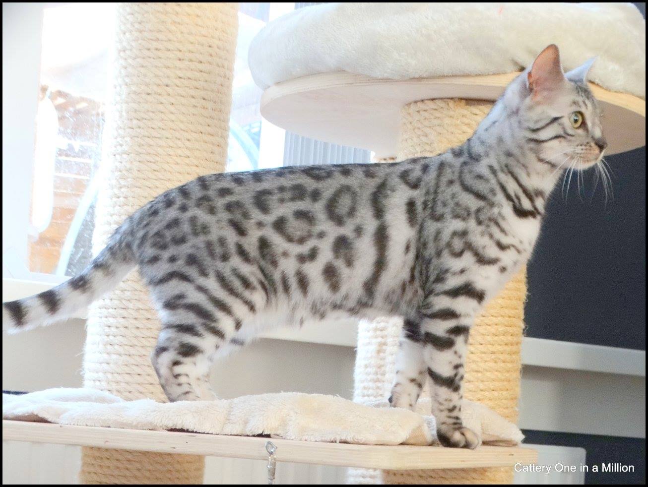 cattery one in a million - Jazz