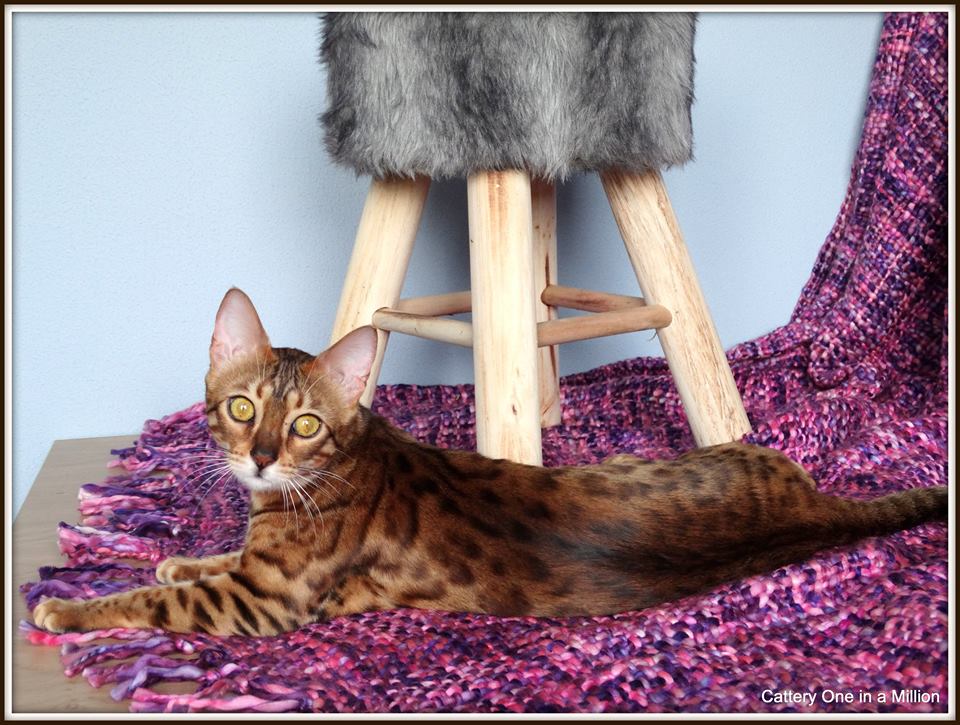 cattery One in a Million