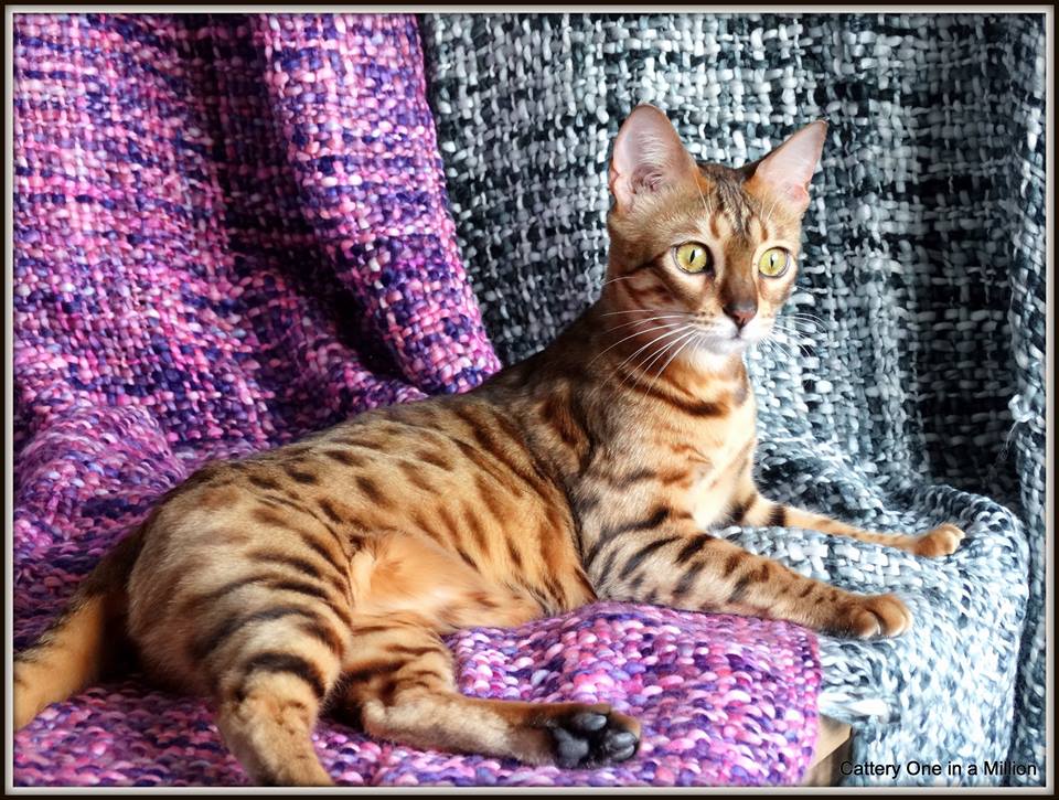 cattery One in a Million