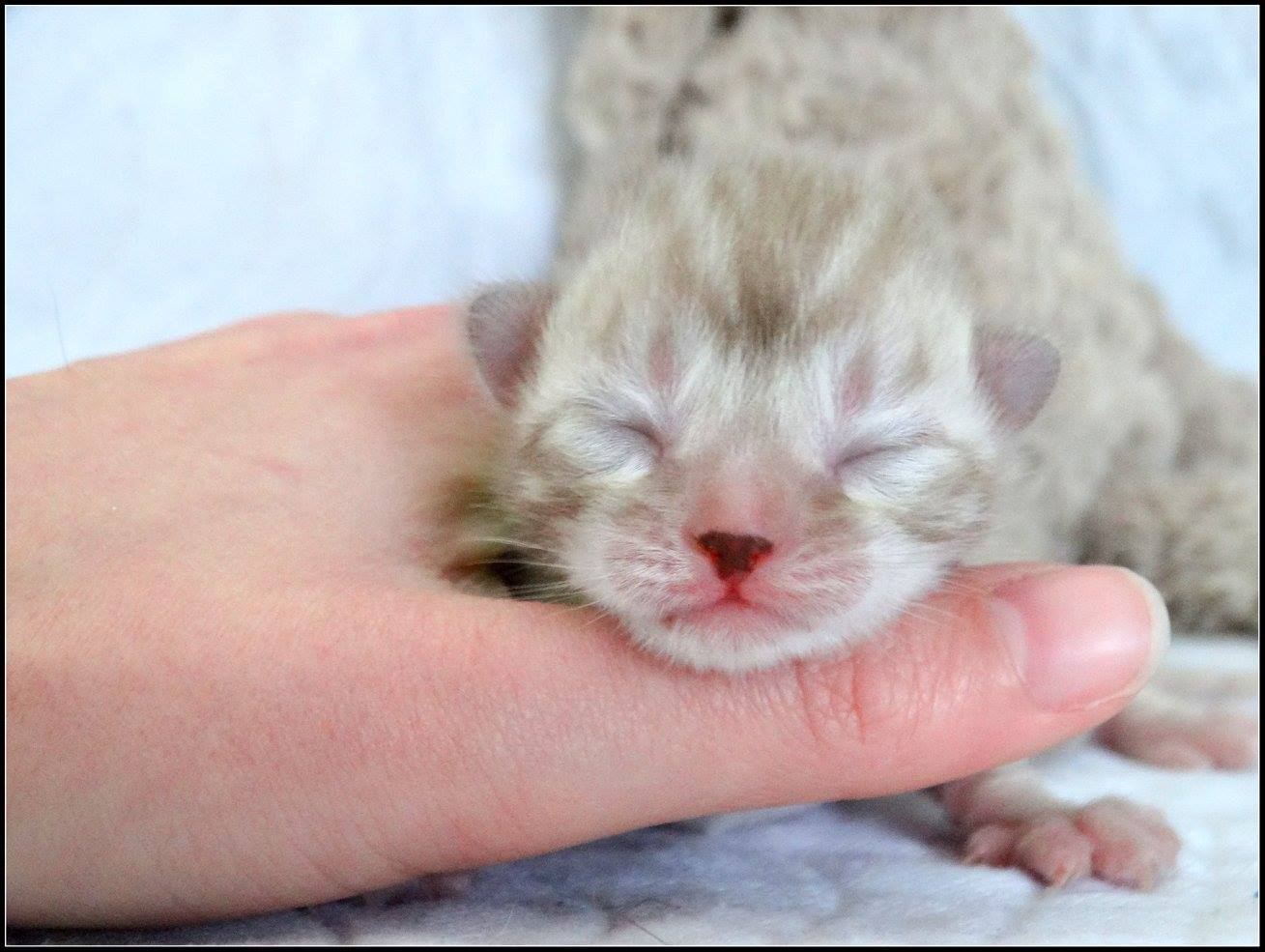 cattery one in a million- lotus