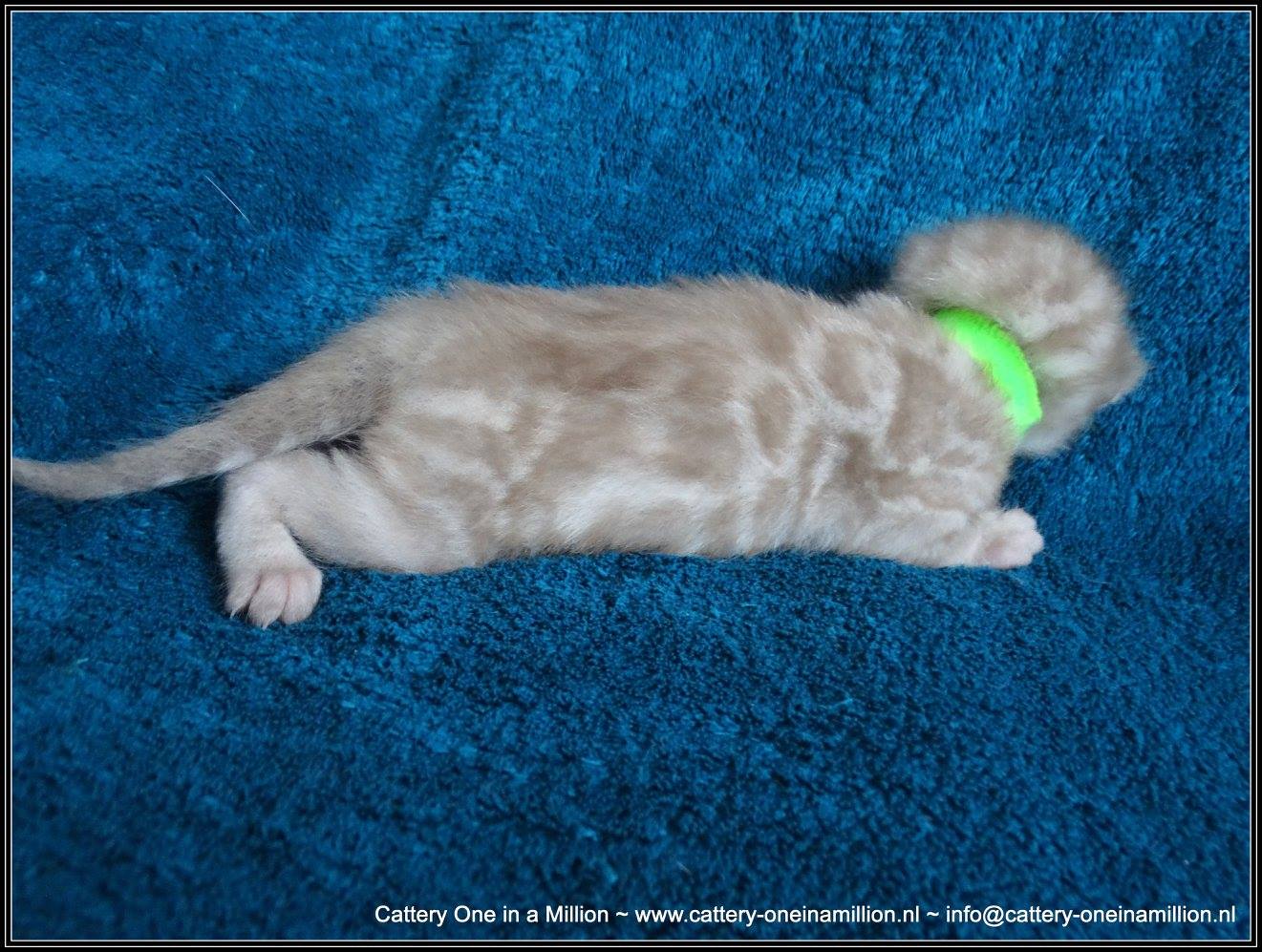 cattery one in a million- lotus