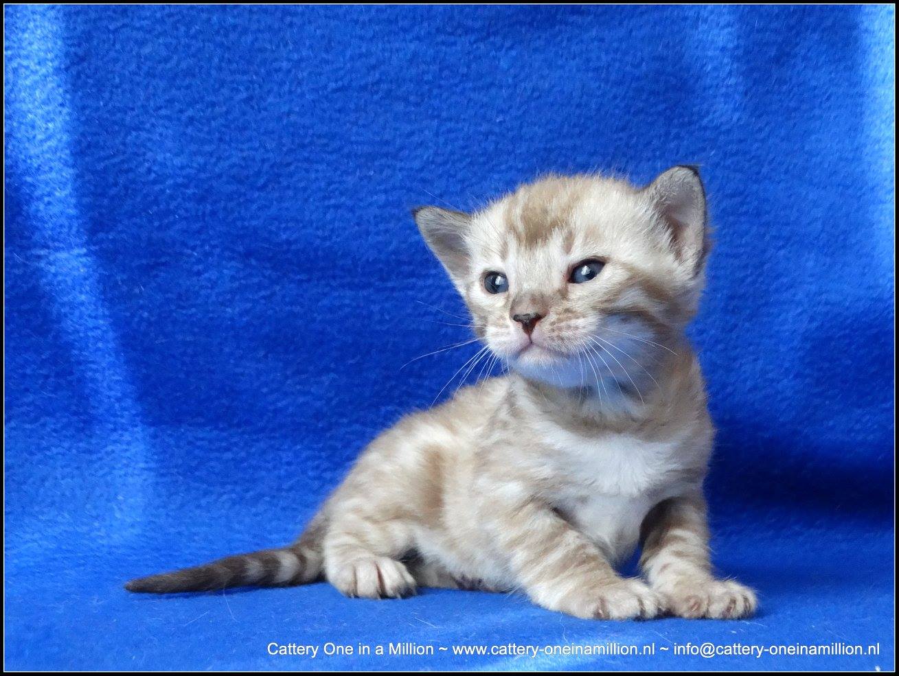 cattery one in a million- lotus