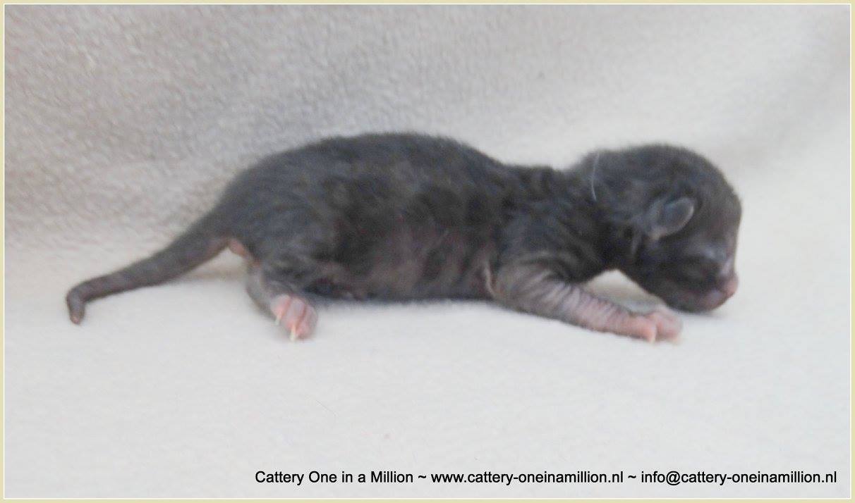 Melanistic