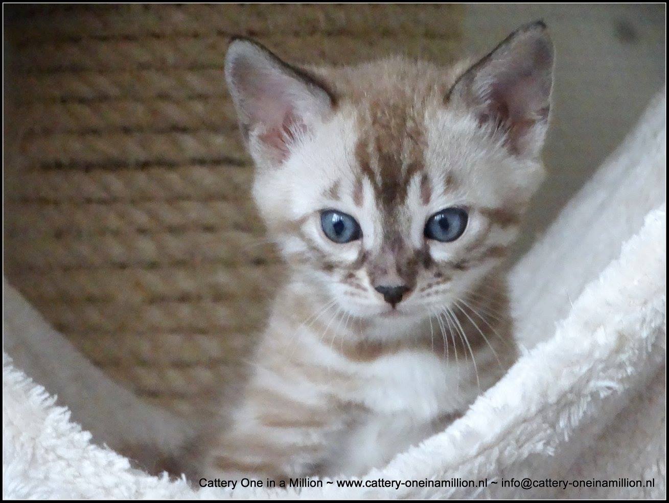 cattery one in a million- lotus