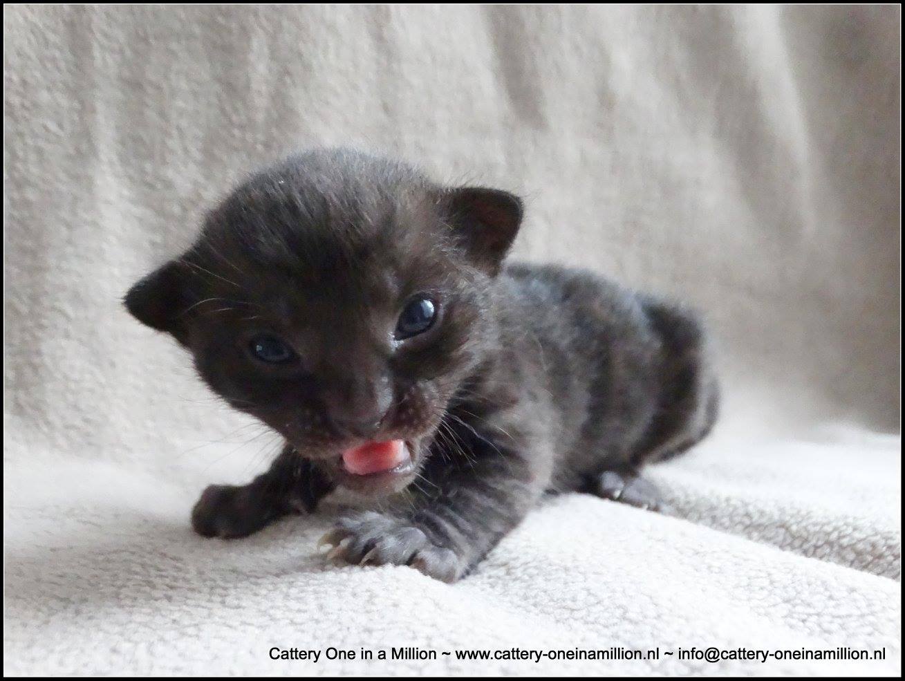 Melanistic