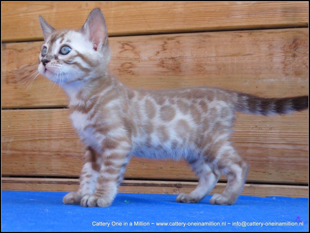 cattery one in a million- lotus