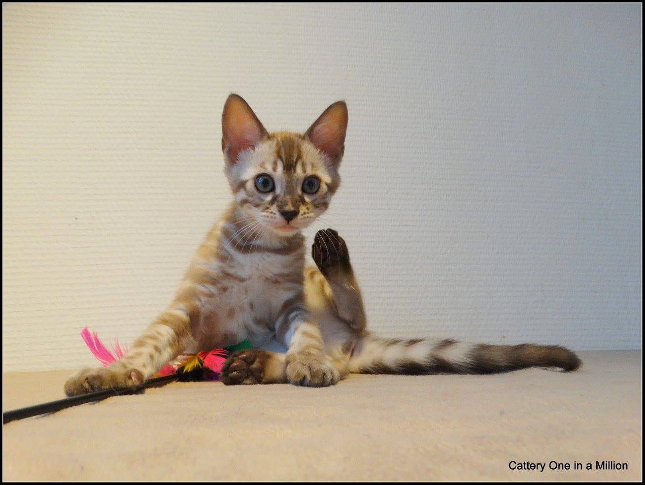 cattery one in a million- lotus