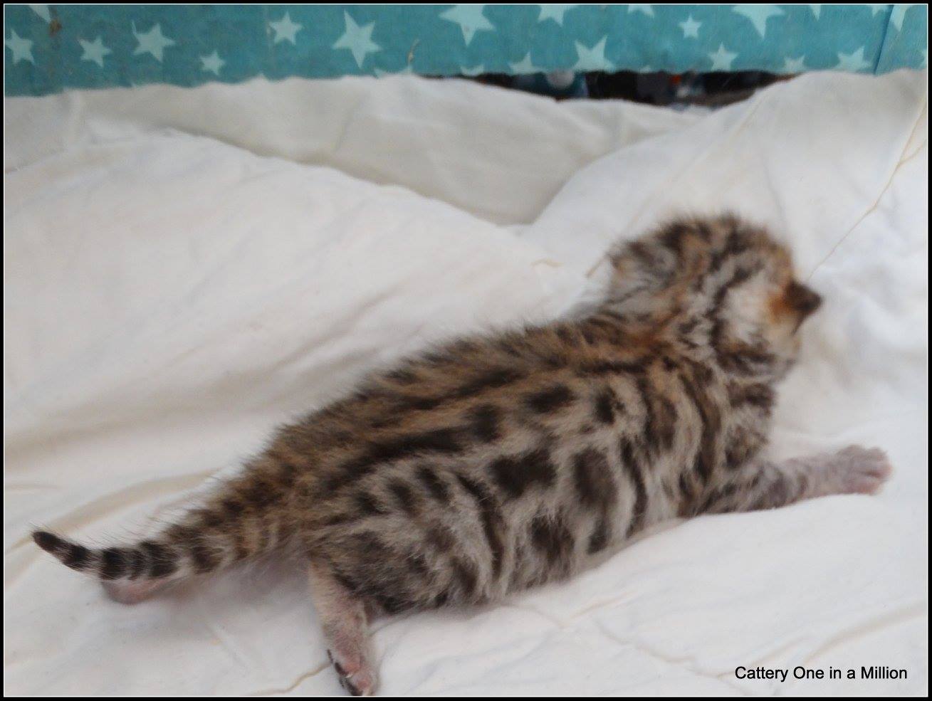 cattery one in a million- whisper