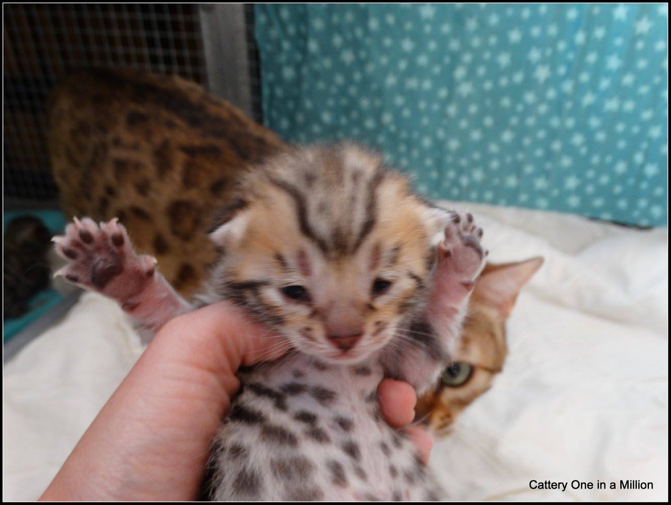 cattery one in a million- whisper