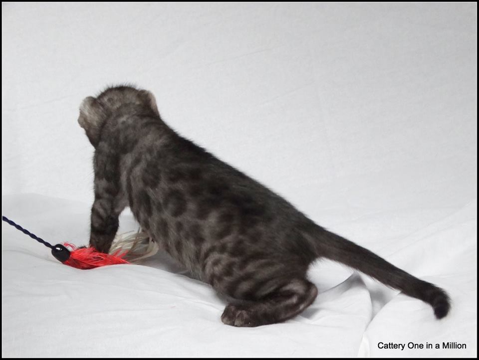cattery one in a million - de zilverbengaal