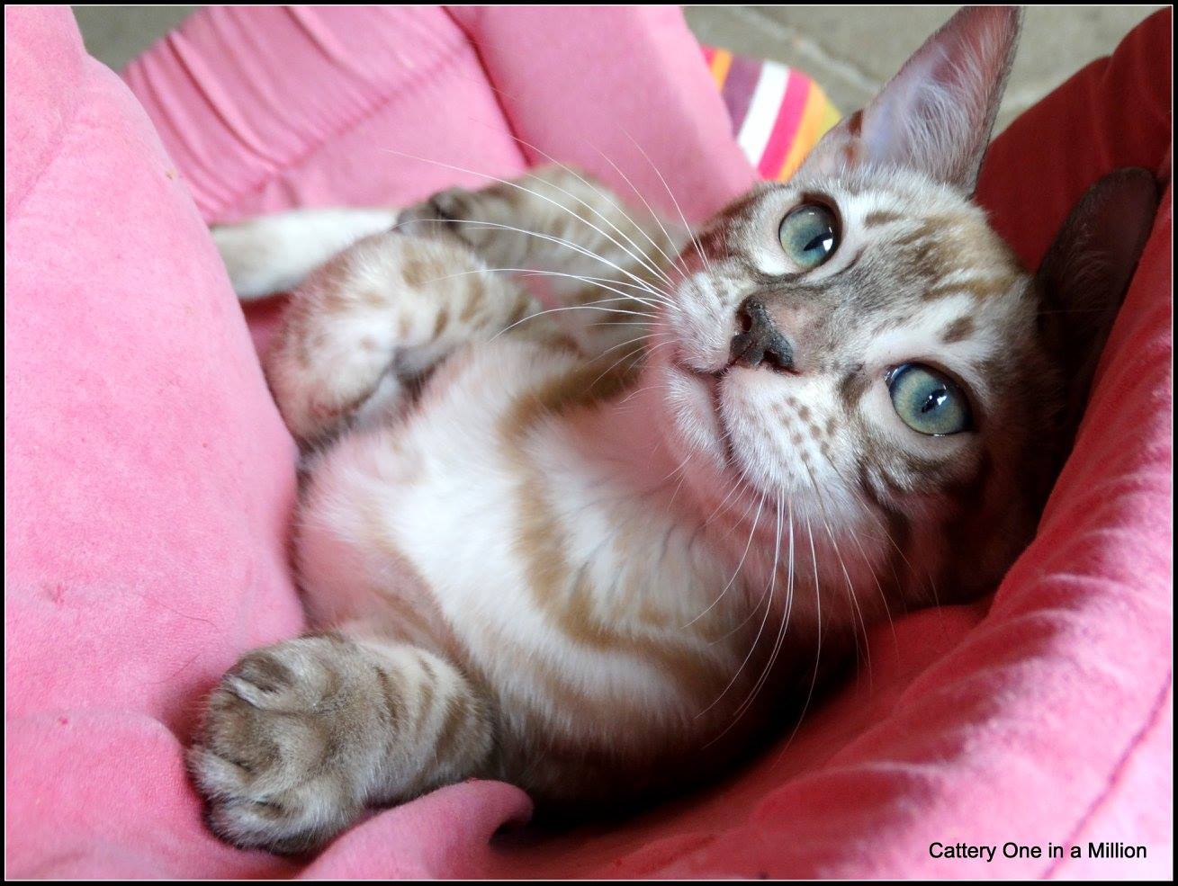 cattery one in a million- lotus