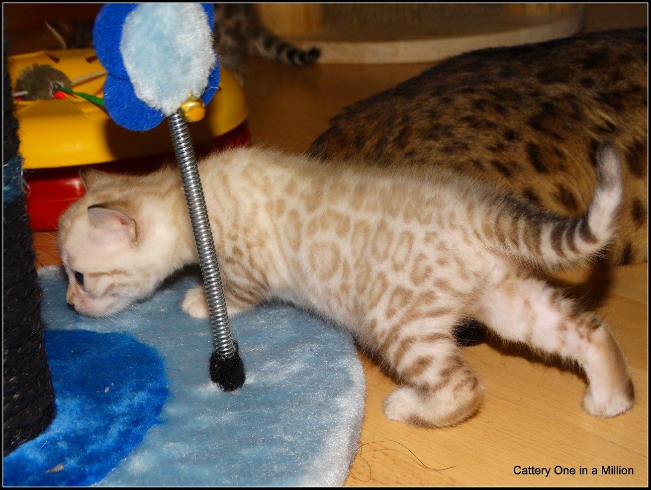 cattery one in a million- Yelana