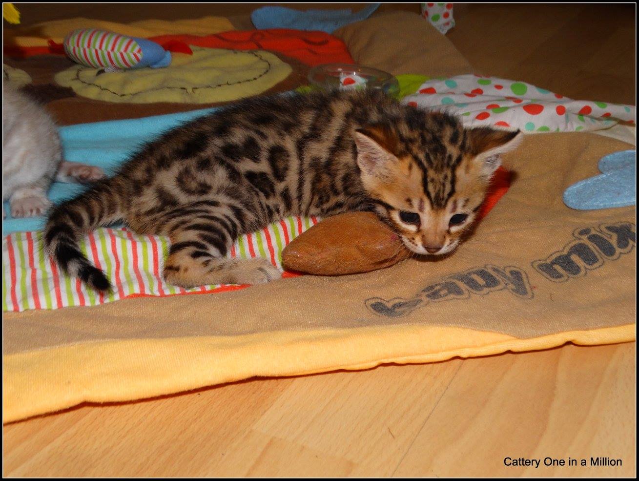 cattery one in a million- whisper
