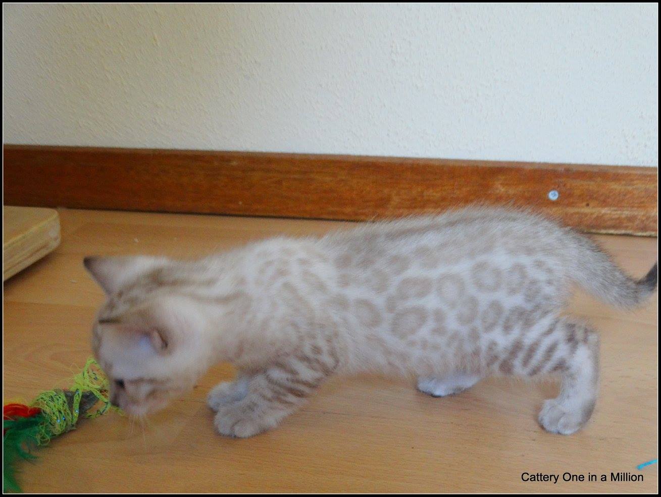 cattery one in a million- Yelana