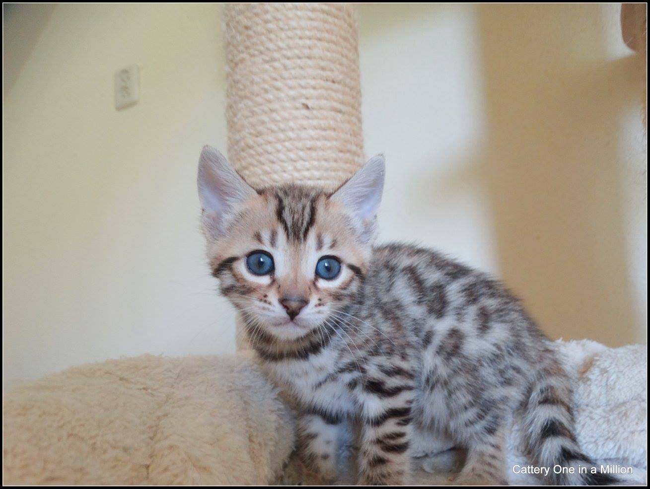 cattery one in a million- whisper