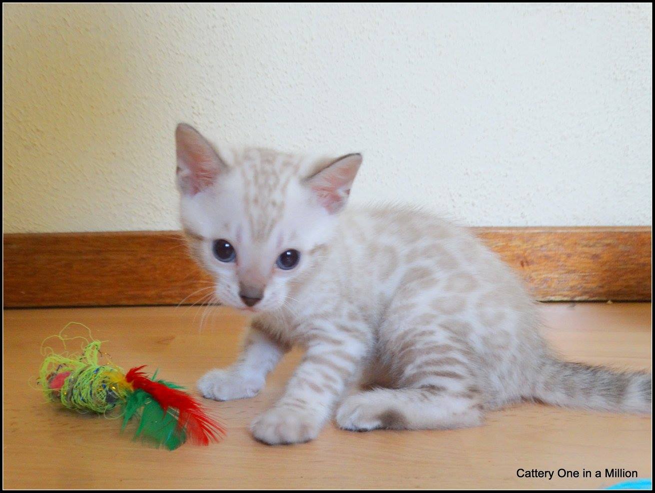 cattery one in a million- Yelana