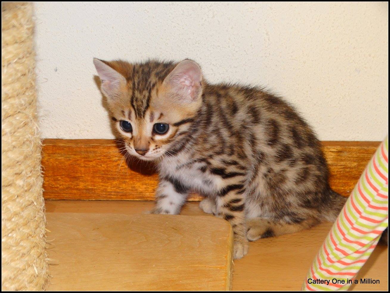 cattery one in a million- whisper