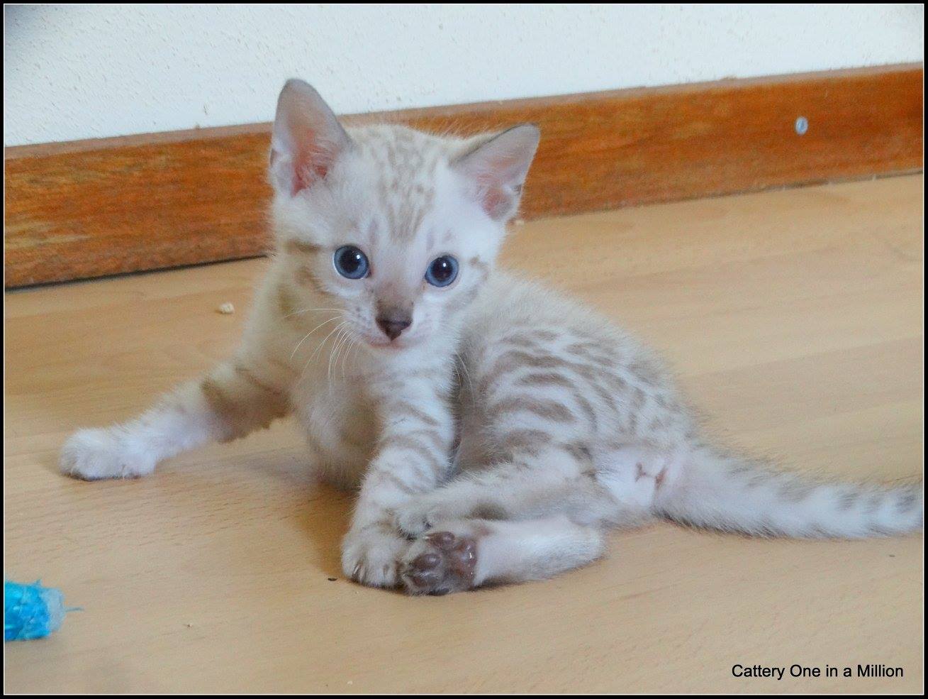 cattery one in a million- Yelana