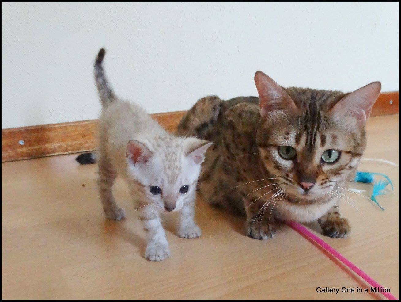 cattery One ina  Million