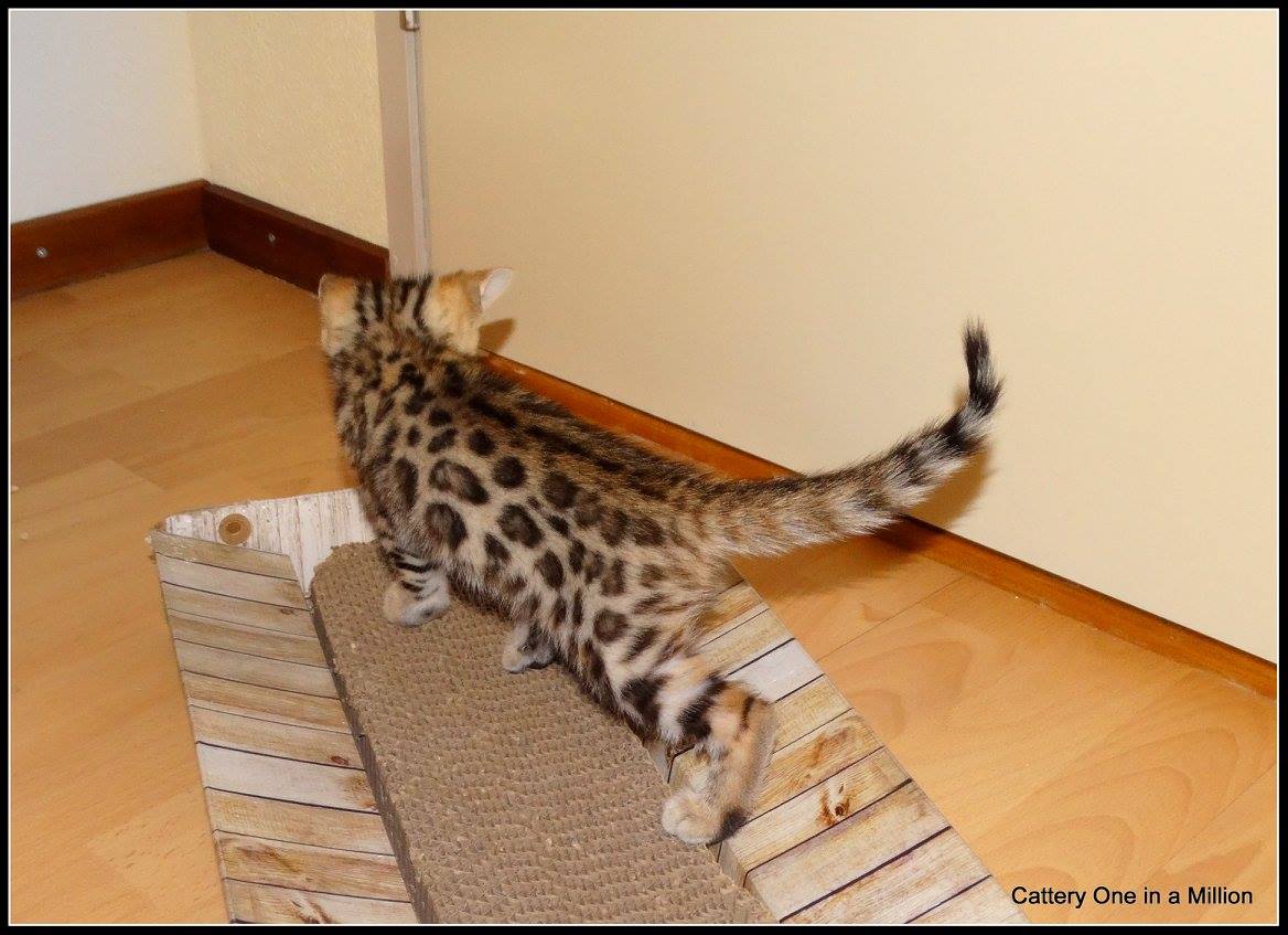 cattery one in a million- whisper