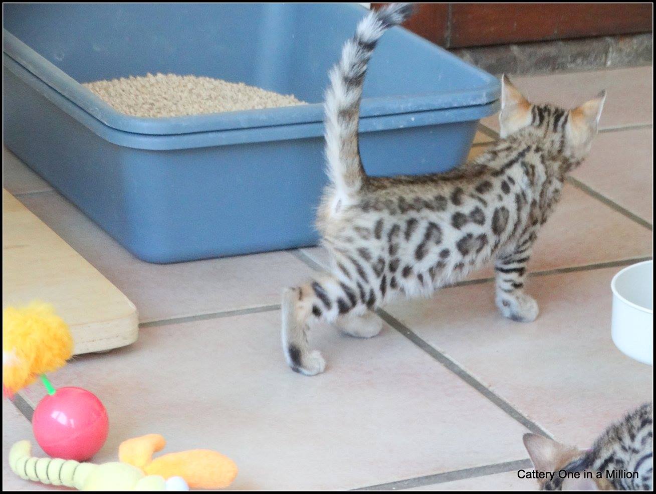 cattery one in a million- whisper