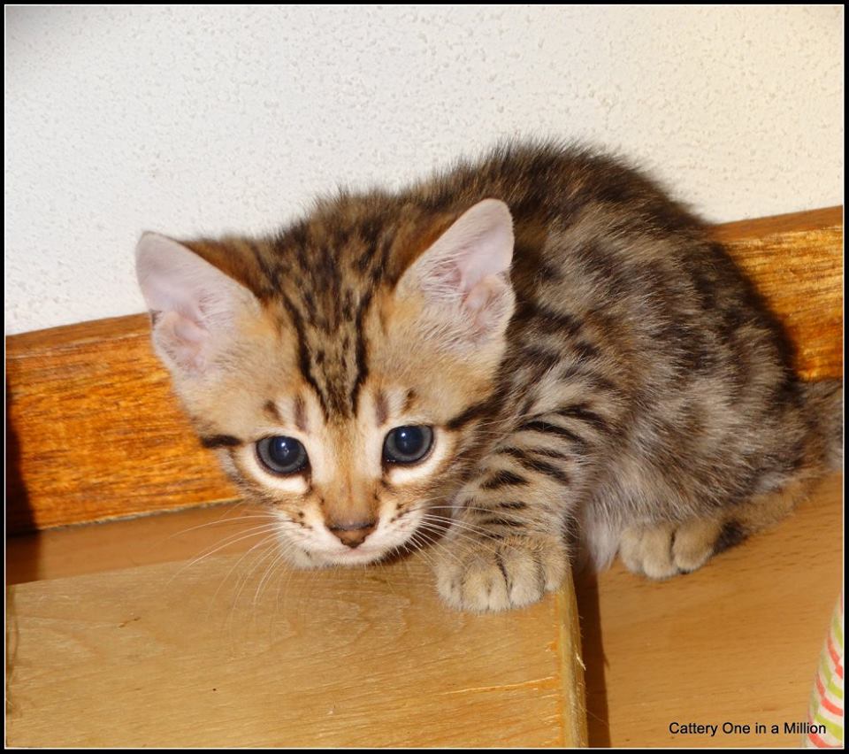 cattery one in a million- whisper