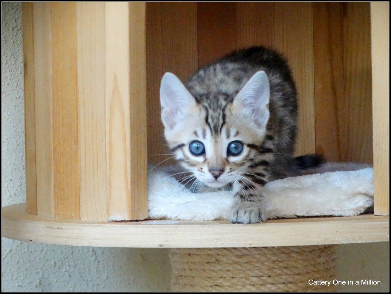 cattery one in a million- whisper
