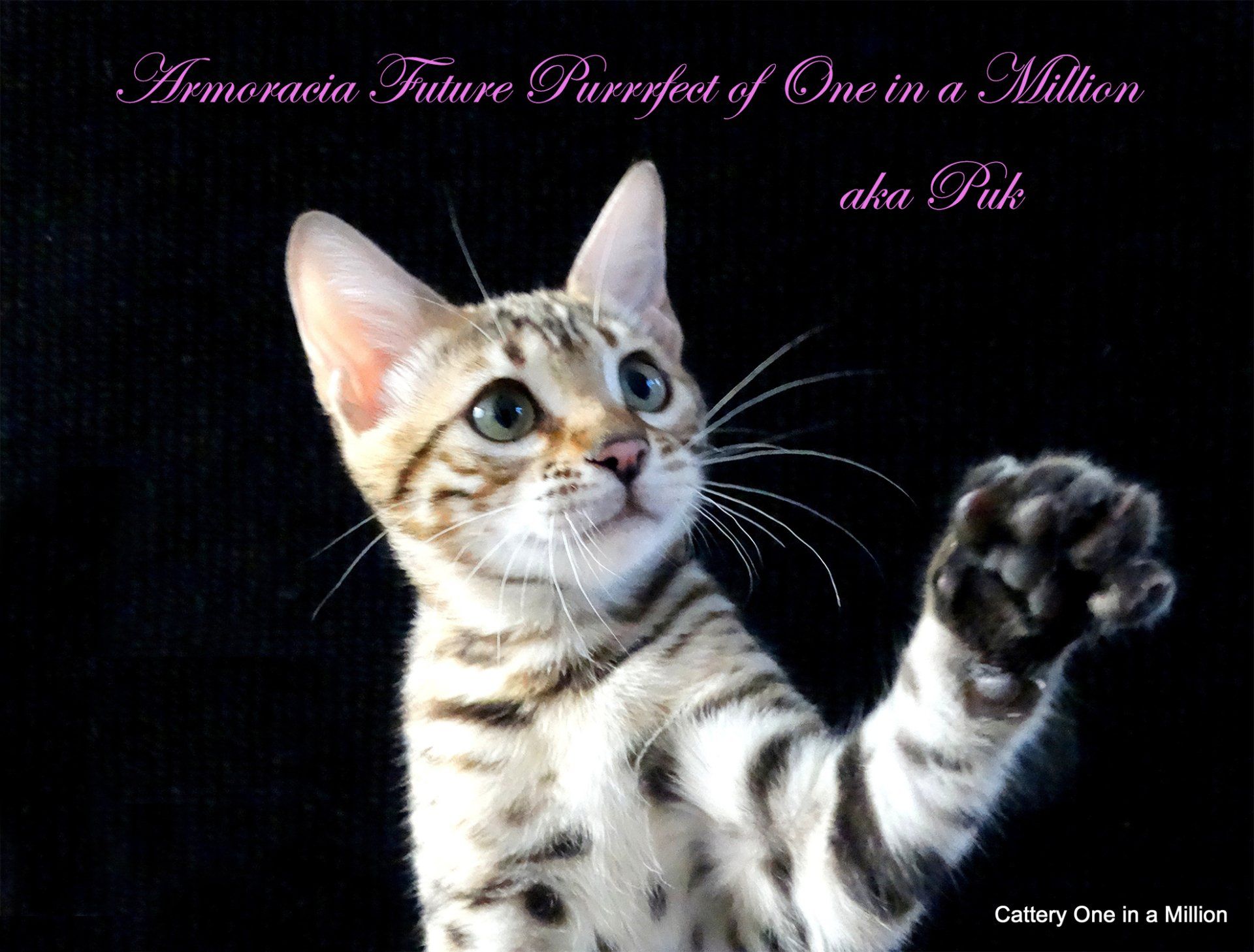 cattery One ina  Million
