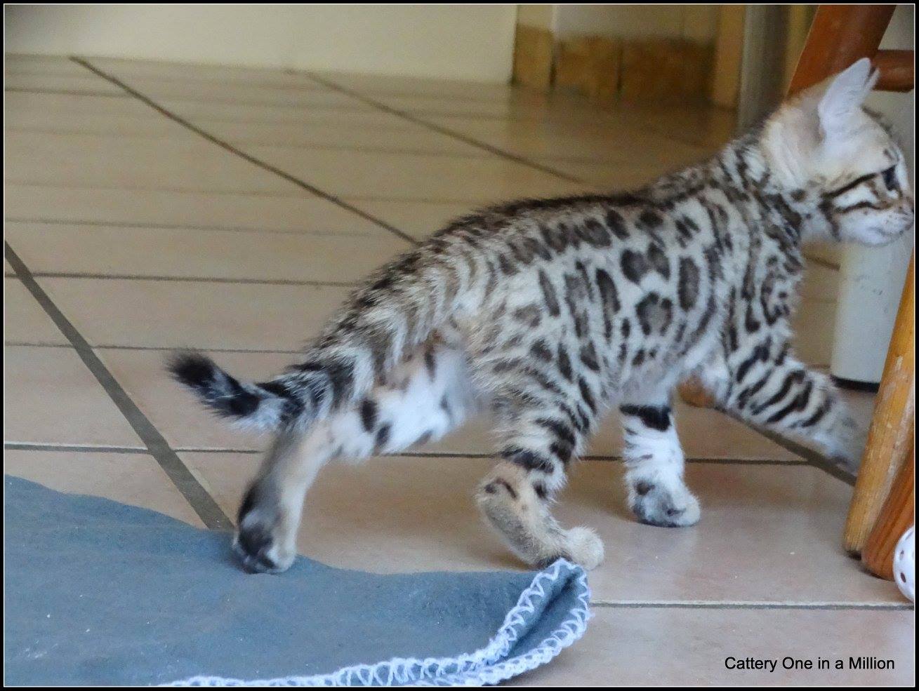 cattery one in a million- whisper