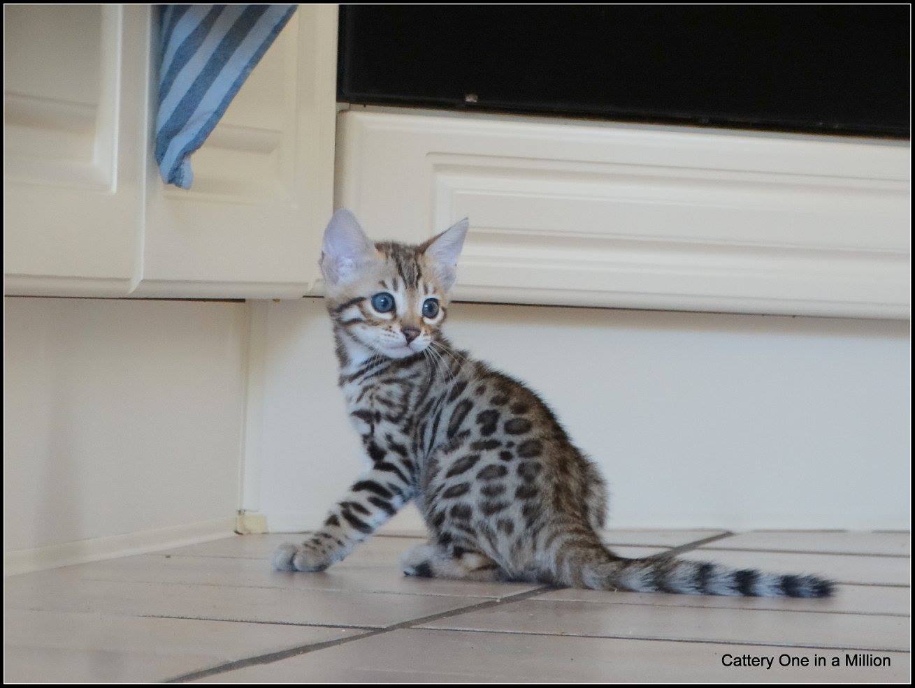 cattery one in a million- whisper