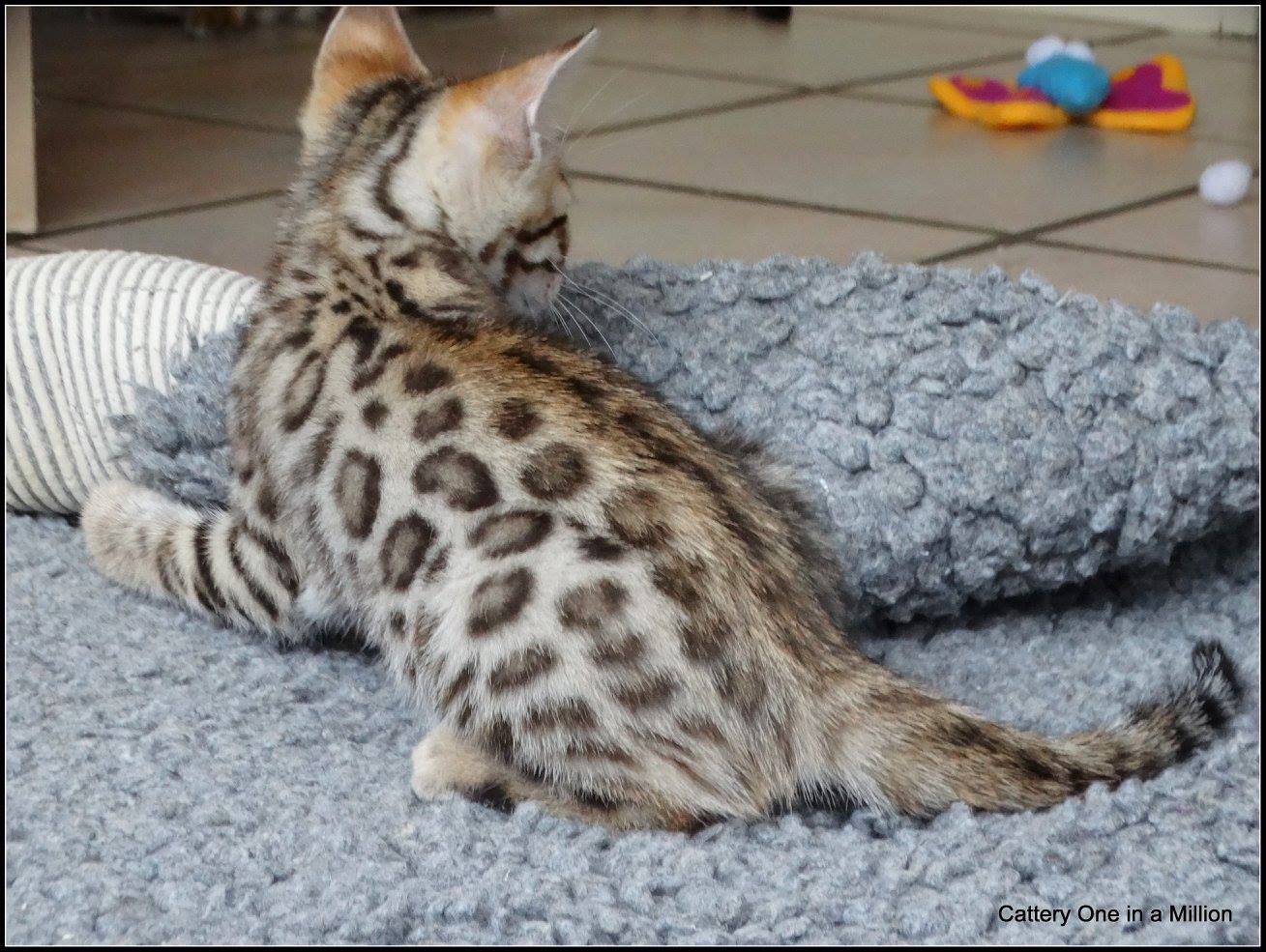 cattery one in a million- whisper