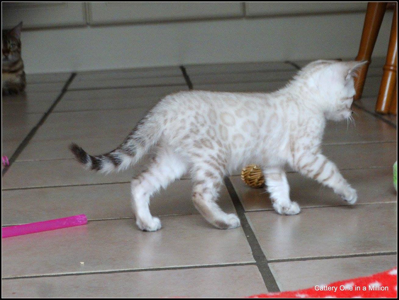 cattery one in a million- Yelana