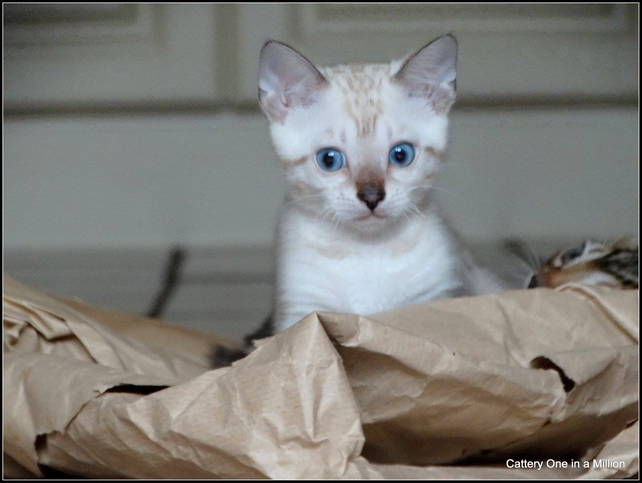 cattery one in a million- Yelana