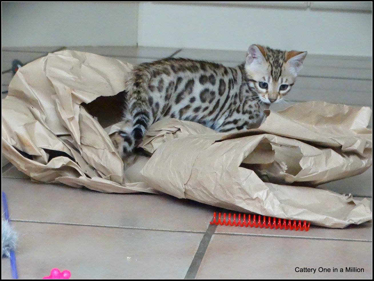 cattery one in a million- whisper