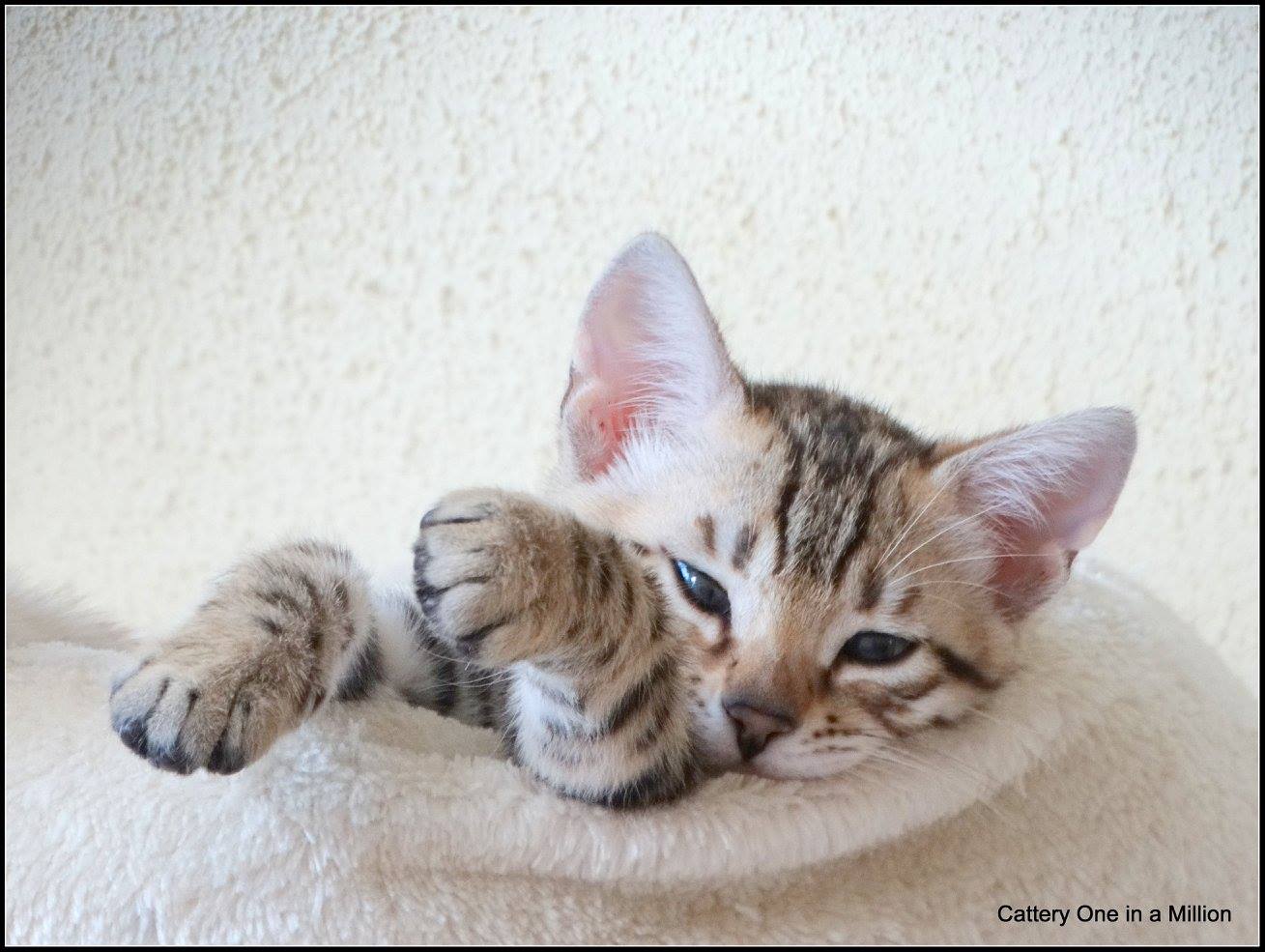 cattery one in a million- whisper