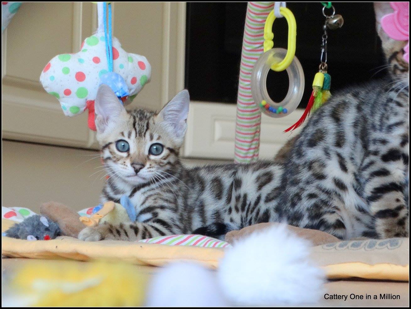cattery one in a million- whisper